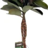 Rubberboom Op Gevlochten Stam (Ficus Elastica 'Burgundy') D 30 H 125 Cm