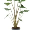 Olifantsoor (Alocasia Zebrina 'Siberian Tiger') D 14 H 45 Cm