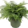 Moedervaren (Asplenium 'Parvati') D 27 H 60 Cm