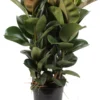 Rubberboom (Ficus Elastica 'Cloe') D 27 H 80 Cm