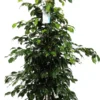 Treurvijg (Ficus Benjamina 'Danielle') D 27 H 135 Cm