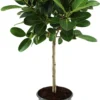Banyanvijg Op Stam (Ficus Benghalensis 'Petite Audrey') D 21 H 90 Cm