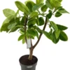 Rubberboom Op Stam (Ficus Altissima) D 27 H 100 Cm