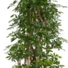 Vingersboom (Schefflera Arboricola 'Luseana') D 31 H 130 Cm