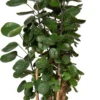 Aralia (Polyscias 'Fabian') D 27 H 100 Cm