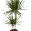 Drakenbloedboom (Dracaena Marginata) D 19 H 100 Cm