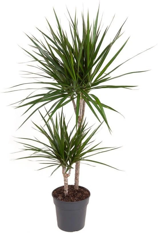 Drakenbloedboom (Dracaena Marginata) D 19 H 100 Cm 1 Drakenbloedboom (Dracaena Marginata) D 19 H 100 Cm