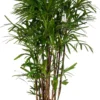 Bamboepalm (Rhapis Excelsa) D 34 H 170 Cm