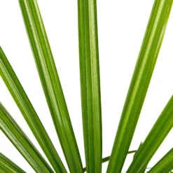 Bamboepalm (Rhapis Excelsa) D 34 H 170 Cm -Groen Blik Verkoop 8717263455950 2
