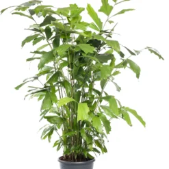 Vissenstaartpalm (Caryota Mitis) D 60 H 260 Cm -Groen Blik Verkoop 8717263458883 1 1