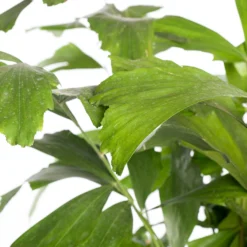 Vissenstaartpalm (Caryota Mitis) D 60 H 260 Cm -Groen Blik Verkoop 8717263458883 2