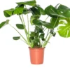 Gatenplant (Monstera Deliciosa) D 19 H 70 Cm