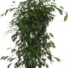 Treurvijg (Ficus Benjamina 'Danielle') D 21 H 105 Cm