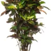 Croton (Codiaeum Variegatum 'Mrs Iceton') D 31 H 140 Cm