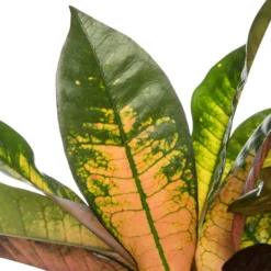 Croton (Codiaeum Variegatum 'Mrs Iceton') D 31 H 140 Cm -Groen Blik Verkoop 8717263461814 2