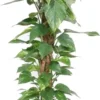 Drakenklimop Met Mosstok (Epipremnum Pinnatum 'Aureum') D 27 H 150 Cm