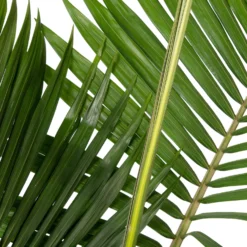 Australische Koningspalm (Archontophoenix Alexandrae) D 30 H 140 Cm -Groen Blik Verkoop 8717263465256 2