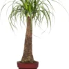 Olifantenpoot (Beaucarnea 'recurvata) D 17 H 50 Cm