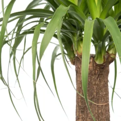 Olifantenpoot (Beaucarnea 'recurvata) D 17 H 50 Cm -Groen Blik Verkoop 8717263466178 2