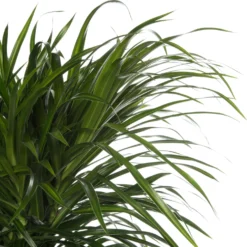 Drakenbloedboom (Dracaena 'Anita Variegata') D 32 H 120 Cm -Groen Blik Verkoop 8717263468486 2