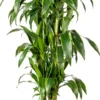 Drakenbloedboom (Dracaena Fragrans (D) 'Art') D 27 H 140 Cm