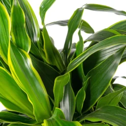 Drakenbloedboom (Dracaena Fragrans (D) 'Art') D 27 H 140 Cm 3 Drakenbloedboom (Dracaena Fragrans (D) 'Art') D 27 H 140 Cm -Groen Blik Verkoop 8717263468936 2