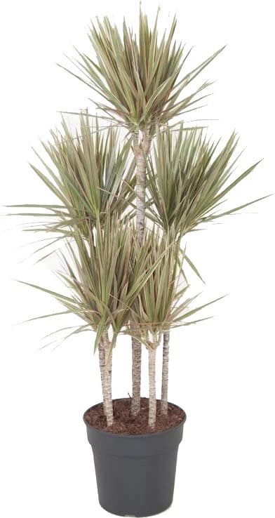 Drakenbloedboom (Dracaena Marginata 'Bicolor') D 31 H 150 Cm 1 Drakenbloedboom (Dracaena Marginata 'Bicolor') D 31 H 150 Cm