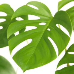 Gatenplant (Monstera Deliciosa) D 19 H 80 Cm 3 Gatenplant (Monstera Deliciosa) D 19 H 80 Cm -Groen Blik Verkoop 8717263540717 2