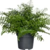 Moedervaren (Asplenium 'Parvati') D 22 H 50 Cm