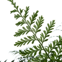 Moedervaren (Asplenium 'Parvati') D 22 H 50 Cm -Groen Blik Verkoop 8717263541110 2