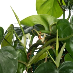 Philodendron (Philodendron Scandens) D 24 H 120 Cm -Groen Blik Verkoop 8717263541172 2