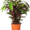 Calathea (Calathea Rufibarba 'Wavestar') D 27 H 100 Cm