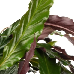 Calathea (Calathea Rufibarba 'Wavestar') D 27 H 100 Cm -Groen Blik Verkoop 8717263544777 2