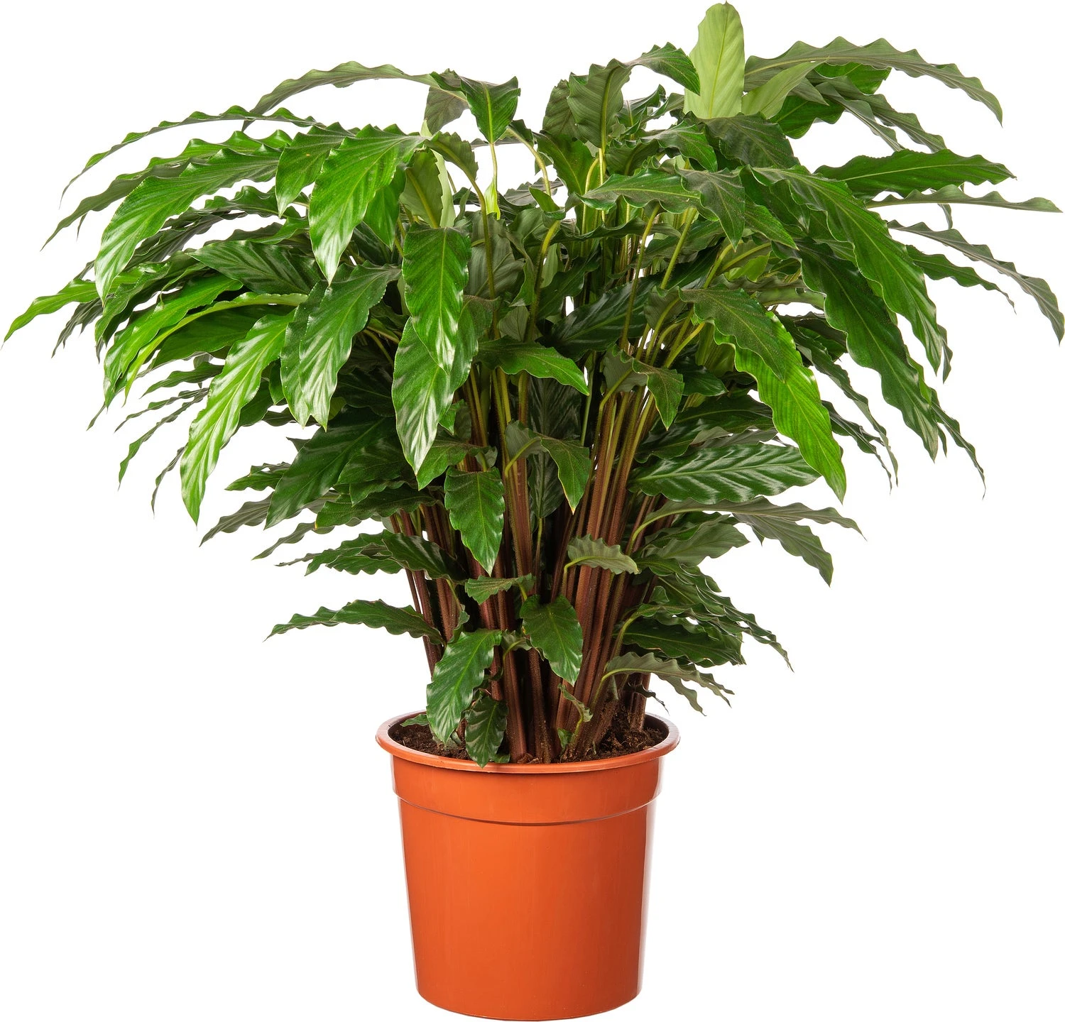 Calathea (Calathea Rufibarba 'Tropistar') D 27 H 95 Cm 1 Calathea (Calathea Rufibarba 'Tropistar') D 27 H 95 Cm