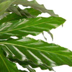 Calathea (Calathea Rufibarba 'Tropistar') D 27 H 95 Cm 3 Calathea (Calathea Rufibarba 'Tropistar') D 27 H 95 Cm -Groen Blik Verkoop 8717263544784 2