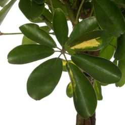 Vingersboom (Schefflera Arbolicola 'Gold Capella') D 27 H 120 Cm -Groen Blik Verkoop 8717263544937 2