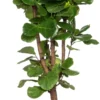 Vioolbladplant Vertakt (Ficus Lyrata) D 30 H 150 Cm