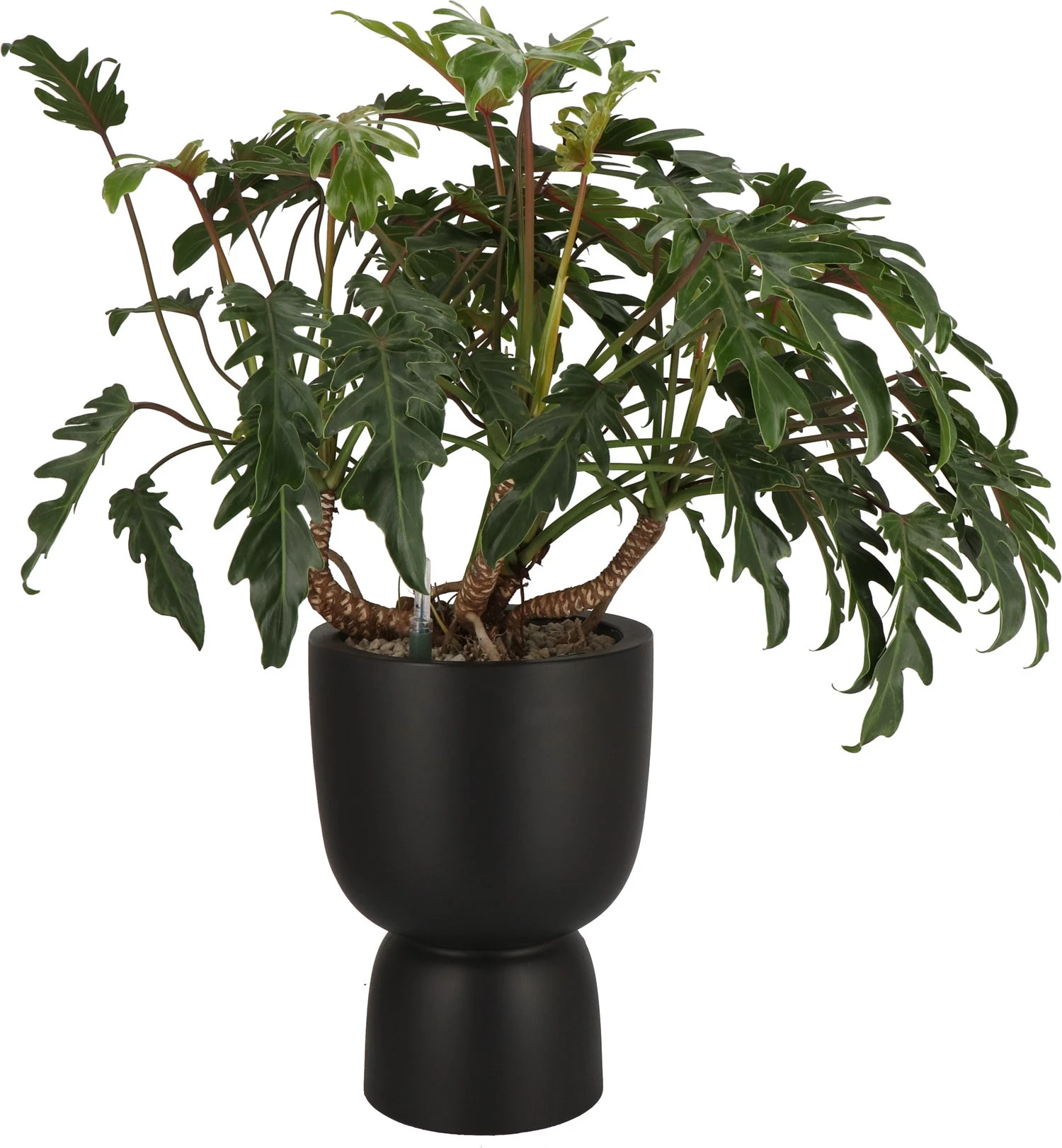 Philidendron (Philodendron 'Xanadu') D 30 H 95 Cm 1 Philidendron (Philodendron 'Xanadu') D 30 H 95 Cm