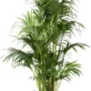 Kentiapalm (Howea Forsteriana) D 44 H 230 Cm