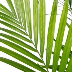 Kentiapalm (Howea Forsteriana) D 44 H 230 Cm -Groen Blik Verkoop 8717263548843 2