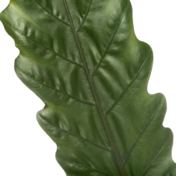 Alocasia (Alocasia 'Lauterbachiana') D 19 H 75 Cm -Groen Blik Verkoop 8717263641414 2