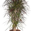 Drakenbloedboom Vertakt (Dracaena Marginata 'Magenta') D 32 H 150 Cm