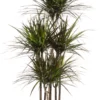Drakenbloedboom (Dracaena Marginata 'Magenta') D 32 H 150 Cm
