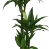 Drakenbloedboom (Dracaena Fragrans 'Janet Craig') D 21 H 115 Cm