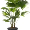 Waaierpalm (Livistona Rotundifolia) D 21 H 65 Cm