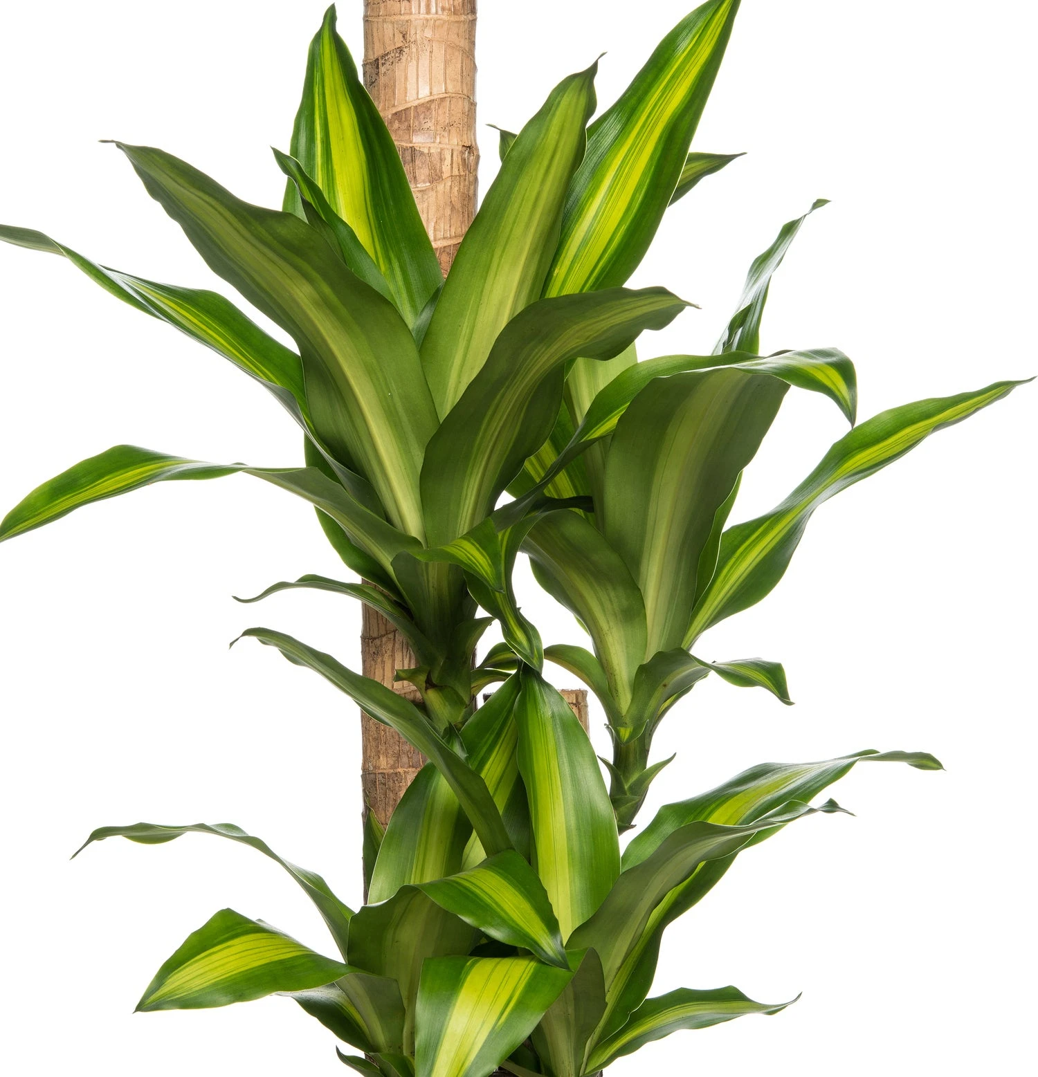 Drakenbloedboom (Dracaena Fragrans 'Massangeana') D 24 H 125 Cm 2 Drakenbloedboom (Dracaena Fragrans 'Massangeana') D 24 H 125 Cm - Afbeelding 2