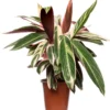 Stromanthe (Stromanthe Sanguinea 'Triostar') D 19 H 80 Cm
