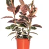 Rubberboom (Ficus Elastica 'Belize') D 27 H 90 Cm