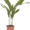 Kwartjesplant (Aspidistra Elatior) D 17 H 70 Cm