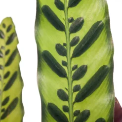 Calathea (Calathea Lancifolia 'Insigne') D 19 H 75 Cm -Groen Blik Verkoop 8717263650935 1 1